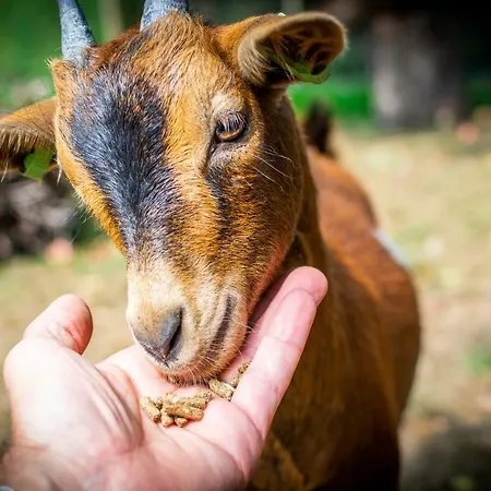 Casa vacanze Mergelhuisje Anno 1799 *