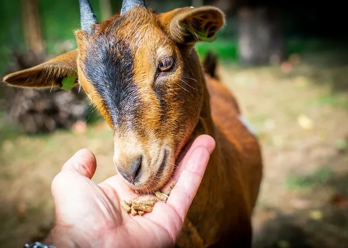 度假居 Mergelhuisje Anno 1799 *